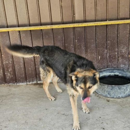 #BE2513973 - Wolf, chien croisé à adopter – AnimalWeb Belgique #BE2513973 - Wolf, chien croisé à adopter – AnimalWeb Belgique