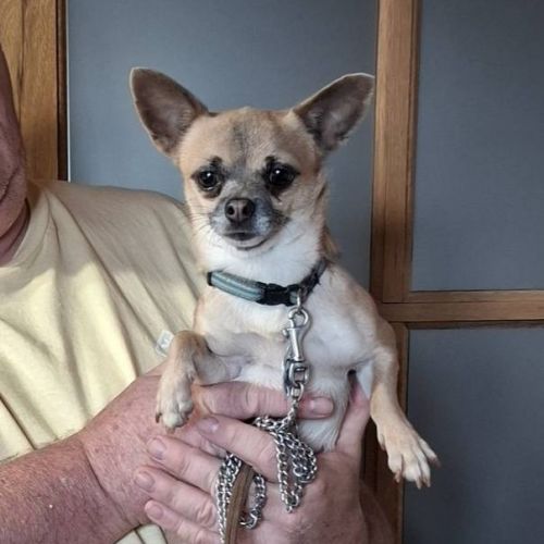 #BE2513974 - Adoptez Biscuit, un chien à Wiers – AnimalWeb #BE2513974 - Adoptez Biscuit, un chien à Wiers – AnimalWeb