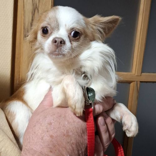 #BE2513975 - Adoptez Milka, un chien à Wiers – AnimalWeb #BE2513975 - Adoptez Milka, un chien à Wiers – AnimalWeb