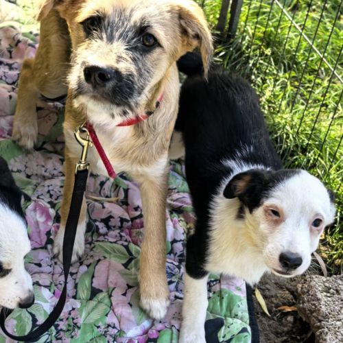 #BE2513976 - Luke, chien croisé à adopter – AnimalWeb #BE2513976 - Luke, chien croisé à adopter – AnimalWeb