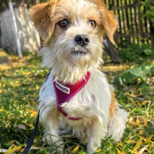 #BE2513977 - Tessa, chien croisé à adopter – AnimalWeb #BE2513977 - Tessa, chien croisé à adopter – AnimalWeb