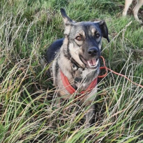 #BE2513978 - Pietra, chien croisé à adopter – AnimalWeb Belgique #BE2513978 - Pietra, chien croisé à adopter – AnimalWeb Belgique