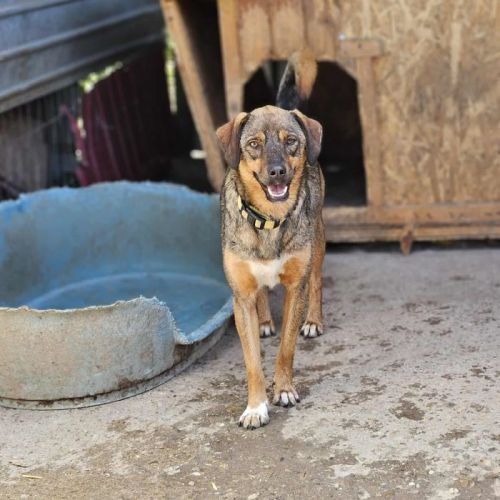 #BE2513979 - Guiness, chien croisé à adopter – AnimalWeb Belgique #BE2513979 - Guiness, chien croisé à adopter – AnimalWeb Belgique