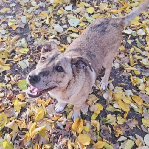 #BE2513980 - Velvet, chien croisé à adopter – AnimalWeb Belgique #BE2513980 - Velvet, chien croisé à adopter – AnimalWeb Belgique