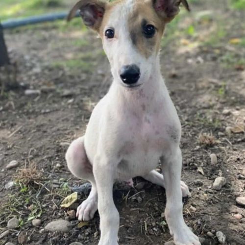 #BE2513981 - Lorenzo, chien croisé à adopter – AnimalWeb Belgique #BE2513981 - Lorenzo, chien croisé à adopter – AnimalWeb Belgique