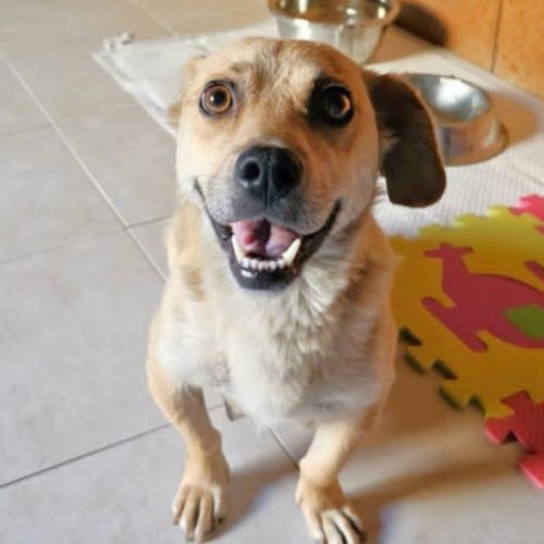 #BE2513982 - Barka, chien croisé à adopter – AnimalWeb #BE2513982 - Barka, chien croisé à adopter – AnimalWeb
