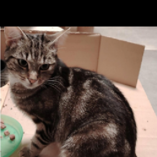 #BE2513983 - Portos, chat perdu à Piétrain - AnimalWeb Belgique #BE2513983 - Portos, chat perdu à Piétrain - AnimalWeb Belgique