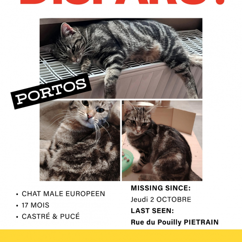 #BE2513983 - Portos, chat perdu à Piétrain - AnimalWeb Belgique #BE2513983 - Portos, chat perdu à Piétrain - AnimalWeb Belgique