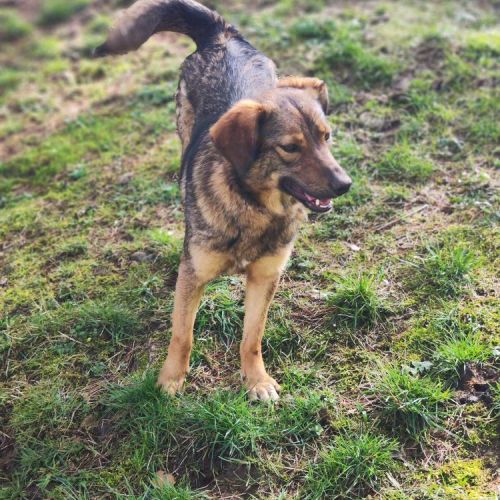 #BE2513984 - Gabi, chien croisé à adopter – AnimalWeb Belgique #BE2513984 - Gabi, chien croisé à adopter – AnimalWeb Belgique