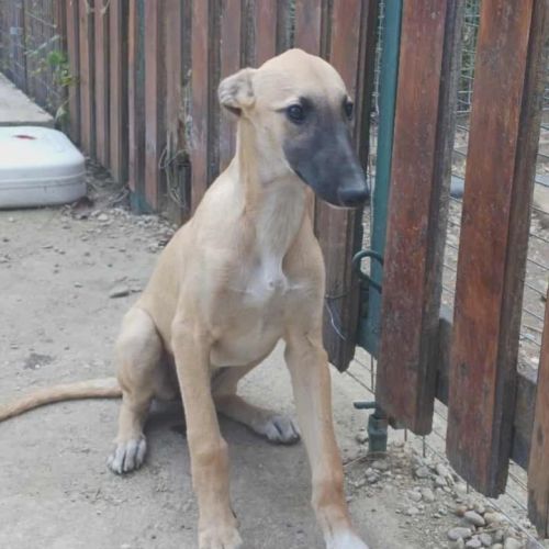 #BE2513985 - Mariposa, chien croisé à adopter – AnimalWeb Belgique #BE2513985 - Mariposa, chien croisé à adopter – AnimalWeb Belgique