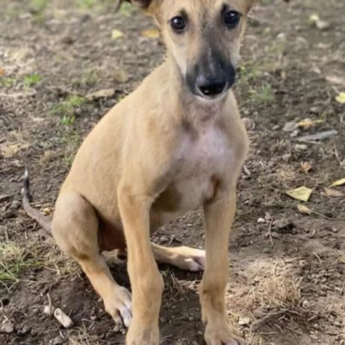 #BE2513987 - Sancho, chien croisé à adopter – AnimalWeb Belgique #BE2513987 - Sancho, chien croisé à adopter – AnimalWeb Belgique