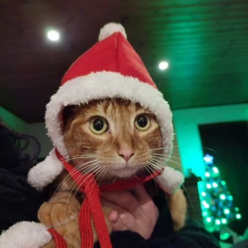 #BE2513988 - Loki, chat perdu à Bury - AnimalWeb Belgique #BE2513988 - Loki, chat perdu à Bury - AnimalWeb Belgique