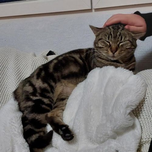 #BE2513987 - Chat perdu #BE2513987 - Chat perdu