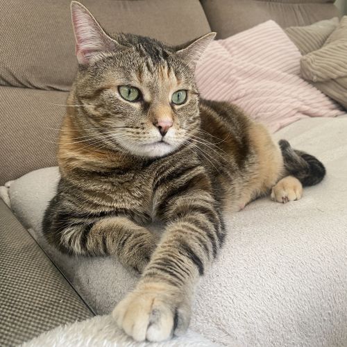 #BE2513990 - Câline, chat perdu à Virton - AnimalWeb Belgique