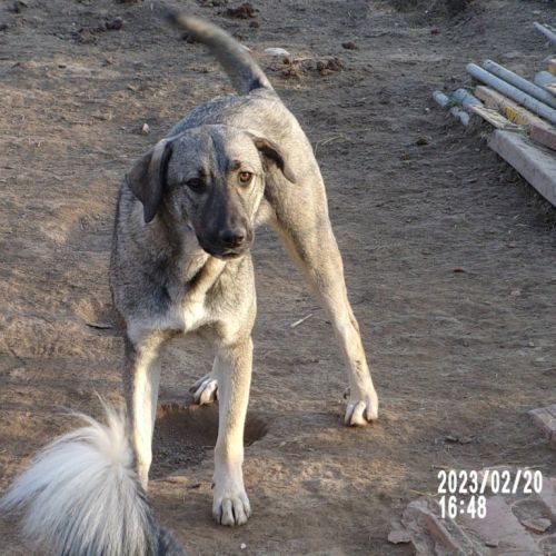 #BE2513991 - Pablo, chien croisé à adopter – AnimalWeb Belgique