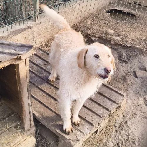 #BE2513992 - Palerme, chien croisé à adopter – AnimalWeb Belgique