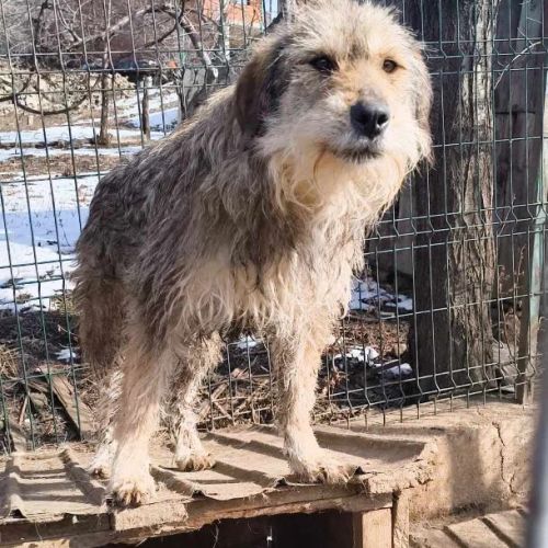 #BE2513993 - Trevis, chien croisé à adopter – AnimalWeb Belgique