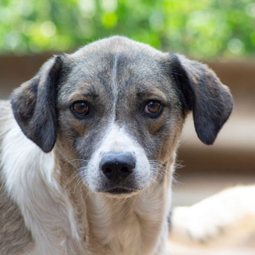 #BE2513994 - Rona, chien croisé à adopter – AnimalWeb Belgique