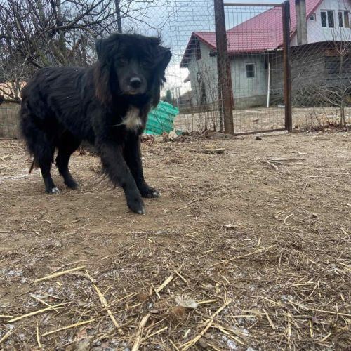 #BE2513995 - Chien à Adopter