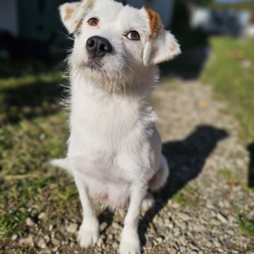 #BE2513996 - Freida, chien croisé à adopter – AnimalWeb​