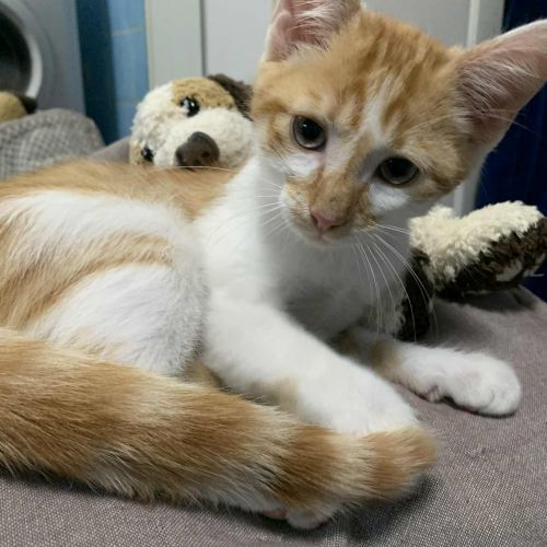 #BE2513998 - Nestor, chat à adopter à Maurage - AnimalWeb Belgique #BE2513998 - Nestor, chat à adopter à Maurage - AnimalWeb Belgique