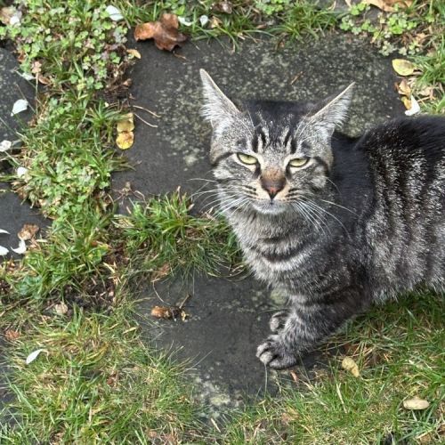 #BE2514003 - Chat trouvé à Ixelles - AnimalWeb Belgique #BE2514003 - Chat trouvé à Ixelles - AnimalWeb Belgique