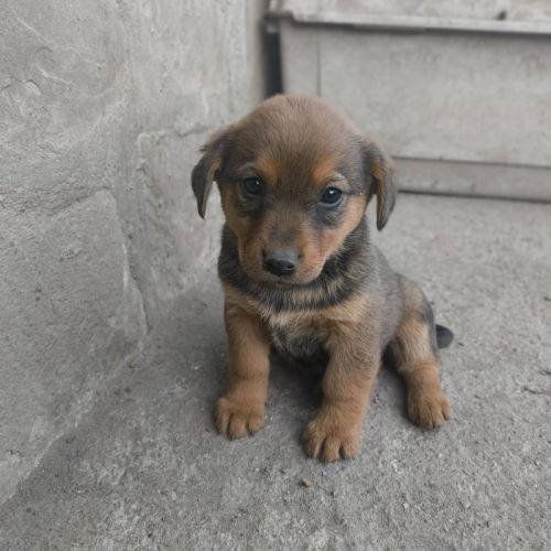 #BE2513404 - Bicha, chien croisé à adopter – AnimalWeb Belgique #BE2513404 - Bicha, chien croisé à adopter – AnimalWeb Belgique