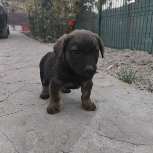 #BE2513405 - Bicho, chien croisé à adopter – AnimalWeb Belgique #BE2513405 - Bicho, chien croisé à adopter – AnimalWeb Belgique