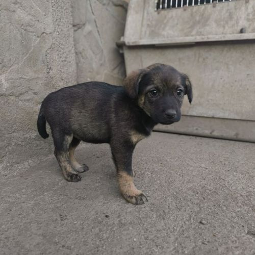 #BE2513406 - Perdi, chien croisé à adopter – AnimalWeb Belgique #BE2513406 - Perdi, chien croisé à adopter – AnimalWeb Belgique