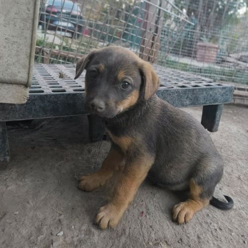 #BE2513407 - Pacha, chien croisé à adopter – AnimalWeb Belgique #BE2513407 - Pacha, chien croisé à adopter – AnimalWeb Belgique