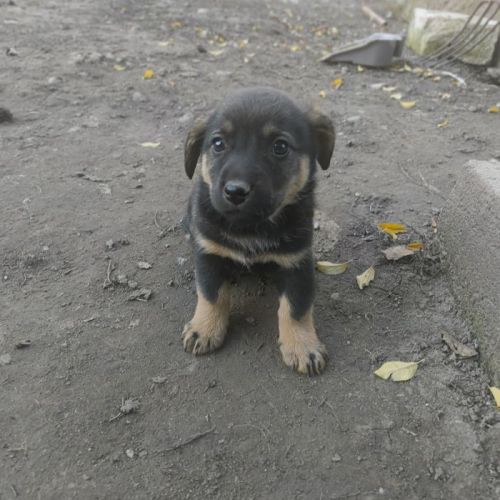 #BE2513408 - Peter, chien croisé à adopter – AnimalWeb Belgique #BE2513408 - Peter, chien croisé à adopter – AnimalWeb Belgique