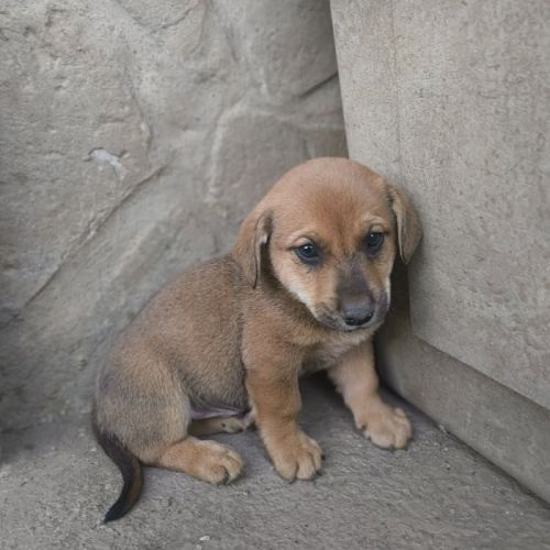 #BE2513409 - Poncho, chien croisé à adopter – AnimalWeb Belgique #BE2513409 - Poncho, chien croisé à adopter – AnimalWeb Belgique