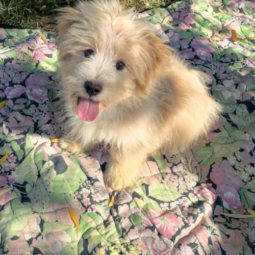 #BE2514010 - Minus, chien croisé à adopter – AnimalWeb #BE2514010 - Minus, chien croisé à adopter – AnimalWeb