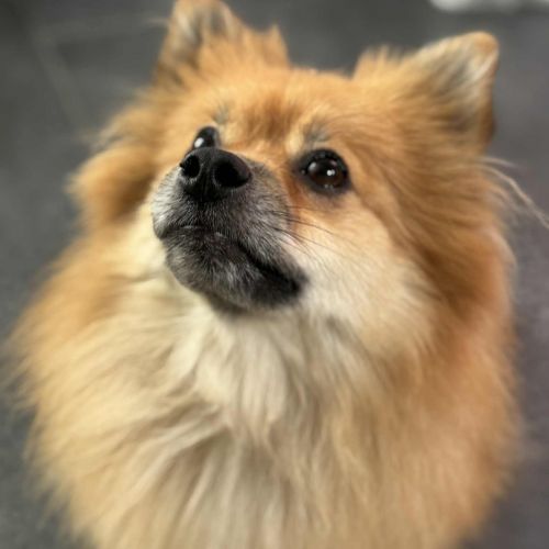 #BE2514011 - Wix, chien à adopter à Maurage - AnimalWeb Belgique #BE2514011 - Wix, chien à adopter à Maurage - AnimalWeb Belgique