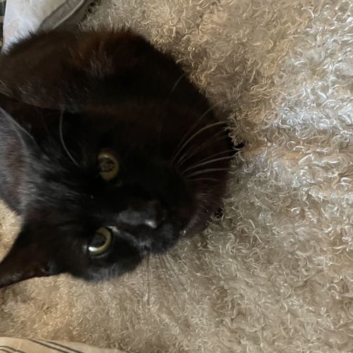 Perus vu depuis le 31/10/2025 Perus vu depuis le 31/10/2025