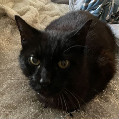 #BE2514012 - Charbon, chat perdu à Woluwe-Saint-Pierre - AnimalWeb Bel #BE2514012 - Charbon, chat perdu à Woluwe-Saint-Pierre - AnimalWeb Bel