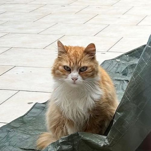 #BE2514013 - Chat trouvé à Bonsecours - AnimalWeb Belgique #BE2514013 - Chat trouvé à Bonsecours - AnimalWeb Belgique