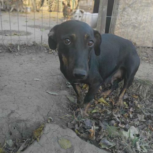 #BE2513414 - Elga, chien croisé à adopter – AnimalWeb Belgique #BE2513414 - Elga, chien croisé à adopter – AnimalWeb Belgique