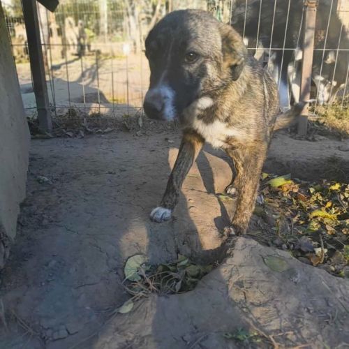 #BE2514015 - Eloa, chien croisé à adopter – AnimalWeb Belgique #BE2514015 - Eloa, chien croisé à adopter – AnimalWeb Belgique