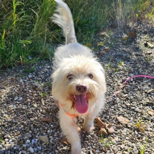 #BE2514016 - Ada , chien croisé à adopter – AnimalWeb #BE2514016 - Ada , chien croisé à adopter – AnimalWeb