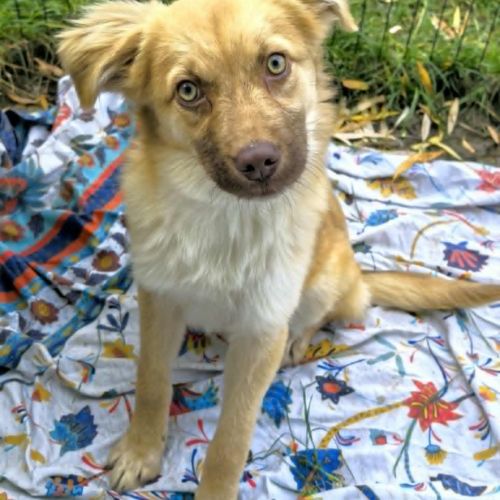 #BE2514017 - Fafa, chien croisé à adopter – AnimalWeb #BE2514017 - Fafa, chien croisé à adopter – AnimalWeb