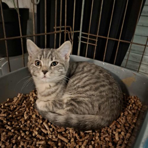 LILOU en Adoption LILOU en Adoption