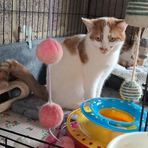 #BE2514019 - Quick, chat à adopter à Maurage - AnimalWeb Belgique #BE2514019 - Quick, chat à adopter à Maurage - AnimalWeb Belgique