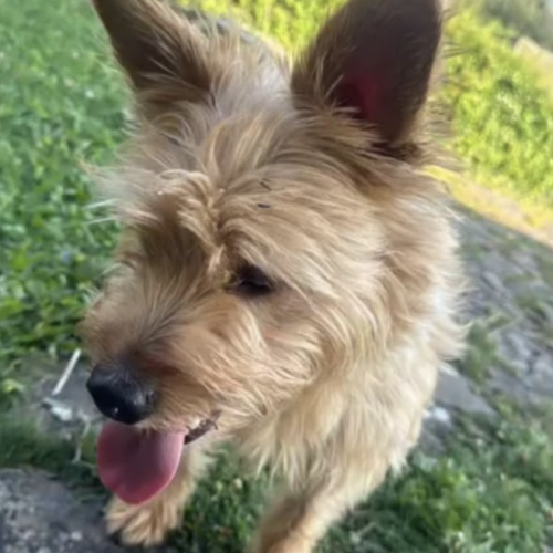 #BE2514020 - Yoda, chien à adopter à Maurage - AnimalWeb Belgique #BE2514020 - Yoda, chien à adopter à Maurage - AnimalWeb Belgique