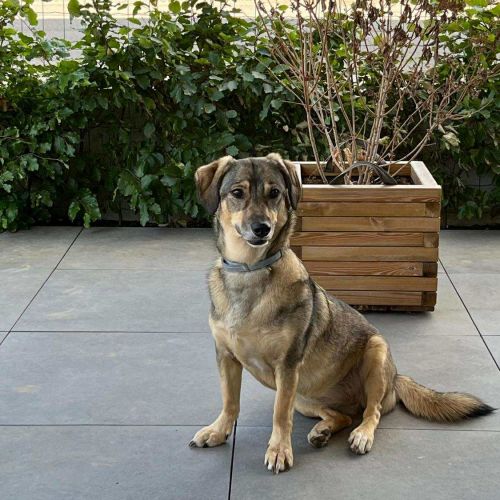 #BE2514021 - Luna, chien croisé à adopter – AnimalWeb Belgique #BE2514021 - Luna, chien croisé à adopter – AnimalWeb Belgique