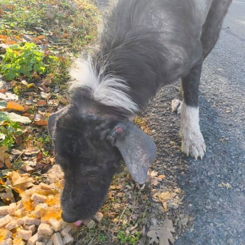 #BE2514022 - Volga, chien croisé à adopter – AnimalWeb Belgique #BE2514022 - Volga, chien croisé à adopter – AnimalWeb Belgique