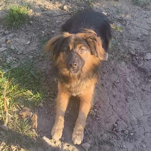 #BE2514023 - Don Diego, chien croisé à adopter – AnimalWeb Belgique #BE2514023 - Don Diego, chien croisé à adopter – AnimalWeb Belgique