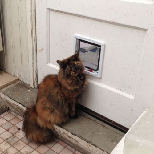 #BE2514024 - Caline, chat perdu à Jemeppe-sur-Meuse - AnimalWeb Belgiq #BE2514024 - Caline, chat perdu à Jemeppe-sur-Meuse - AnimalWeb Belgiq