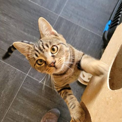 #BE2514025 - Suzy et Suzette, chats à adopter à Leuze-en-Hainaut - Ani #BE2514025 - Suzy et Suzette, chats à adopter à Leuze-en-Hainaut - Ani