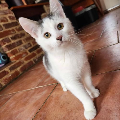 #BE2514026 - Nuka, chat à adopter à Leuze-en-Hainaut - AnimalWeb Belgi #BE2514026 - Nuka, chat à adopter à Leuze-en-Hainaut - AnimalWeb Belgi